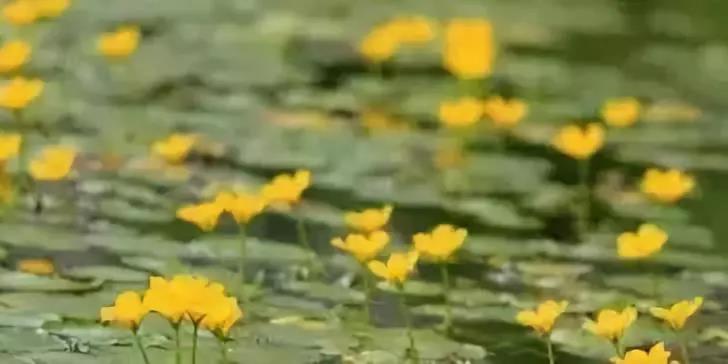 河道治理：水生植物的選擇與種植